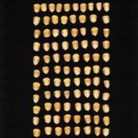 CIMMYTMA 7456 BRAZ 1065 AF22A-0903-127 K_compress.jpg