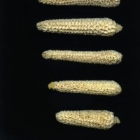 CIMMYTMA 27779 GUAT 1368 TC22U-2903-90 C.jpg