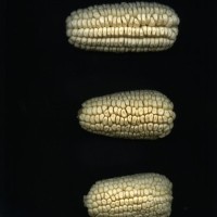 CIMMYTMA 16810 ICA 8 AF18A-0903-142 E1.jpg