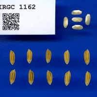 IRGC 1162 Seed Photo