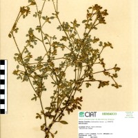 1786 herbarium