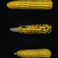 CIMMYTMA 965 CRIC 227 AF18A-0903-75 E.jpg