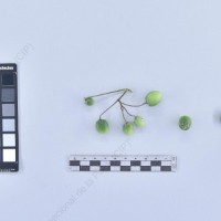 CIP 761727_OCH 13685_acl_B_2024.jpg