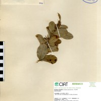 9939 herbarium