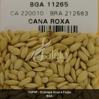 BRA00008600-9.JPG