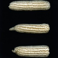 CIMMYTMA 1919 HIDA 46 BA23U-2903-79 E.jpg