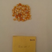 CIMMYTMA 5018 - Reference Inventory.jpg