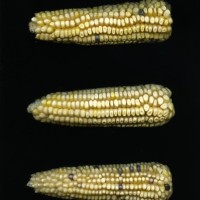 CIMMYTMA 18369 MEXI 159 TC24U-2903-226 E.jpg