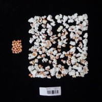 Popped and not popped comparison labeled.jpg