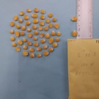 CIMMYTMA 7767 - Reference inventory.jpg