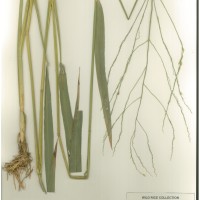 IRGC 93270 Herbarium