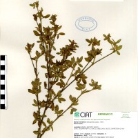 10072 herbarium