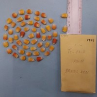 CIMMYTMA 7792 - Reference inventory.jpg