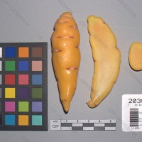 CIP 203067 Tuber