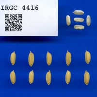 IRGC 4416 Seed Photo