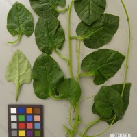 CIP 201173 Herbarium