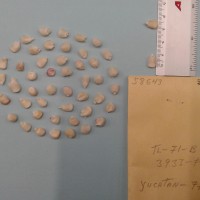 CIMMYTMA 5864 - Reference Inventory.jpg