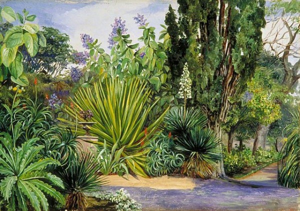 640px-Marianne_North_(1830-1890)_-_View_in_the_Garden_of_Acclimatisation,_Teneriffe_-_MN814_-_Marianne_North_Gallery,_Royal_Botanic_Gardens,_Kew.jpg