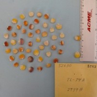 CIMMYTMA 5263 - Reference Inventory.jpg