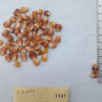 CIMMYTMA 1347 - Reference Inventory.jpg