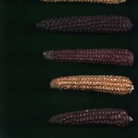 CIMMYTMA 10362 APUC 136 TC22U-2903-153 C.jpg