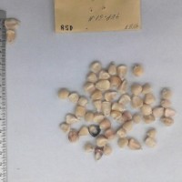 CIMMYTMA 458 - Reference Inventory.jpg