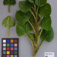 CIP 201063 Herbarium