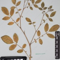 CIP 760433_HHA 6521_09.jpg