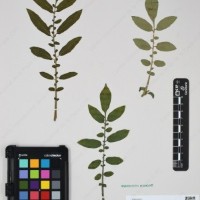 CIP 762631_OCHS 12596_11.jpg