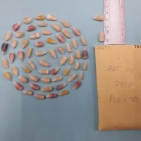 CIMMYTMA 7669 - Reference inventory.jpg