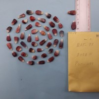 CIMMYTMA 7708 - Reference inventory.jpg