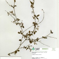 3559 herbarium