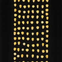 CIMMYTMA 21711 PAZM 14103 AF19A-0903-27 K.jpg