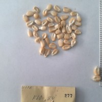 CIMMYTMA 277 - Reference Inventory.jpg