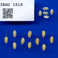 IRGC 1519 Seed Photo