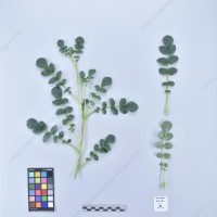 CIP 761287_OCHS 11824_acl_H-2_2024.jpg