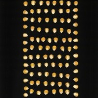 CIMMYTMA 9132 BRAZ 1052 AF18A-0903-8 K.jpg