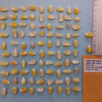 CIMMYTMA 16040 - Reference Inventory.jpg