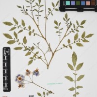 CIP 763474_OCHS 12061a_02.jpg