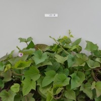 CIP 400447 (plant).jpg