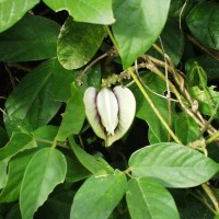 Centrosema macrocarpum 179 fl.JPG