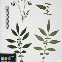 CIP 765693_RPSP 004_13.jpg