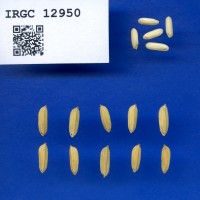 IRGC 12950 Seed Photo
