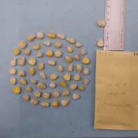 CIMMYTMA 7325 - Reference inventory.jpg