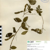 9946 herbarium