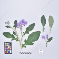 CIP 761055_OCHS 11914_mga_H_2024.jpg