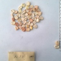 CIMMYTMA 167 - Reference Inventory.jpg