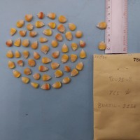 CIMMYTMA 7805 - Reference inventory.jpg