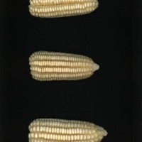 CIMMYTMA 5972 OAXA 293 PV22A-1903-122 E14660 _compress.jpg