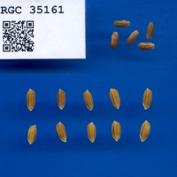 IRGC 35161 Seed Photo